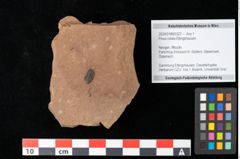 Foto (Objekt + Etikett) von Pinus ciliata Ettingshausen (NHMW-GEO-2024-0188-0327)
